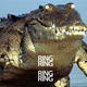 Illustration for article titled Crocodiles Tummy Rings After Eating Cellphone